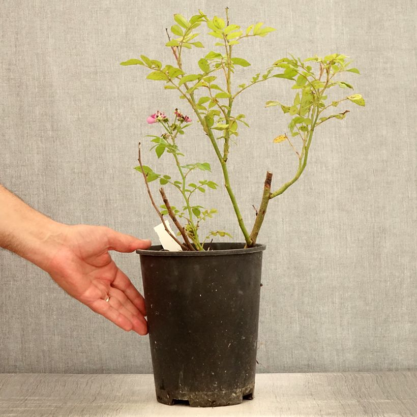Exemplaar van Rosa Allevia - Trosroos Pot van 4 l/5 l zoals geleverd in de zomer