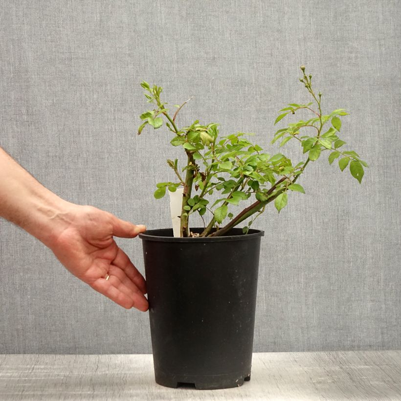 Exemplaar van Rosa Allevia - Trosroos Pot van 4 l/5 l zoals geleverd in de lente