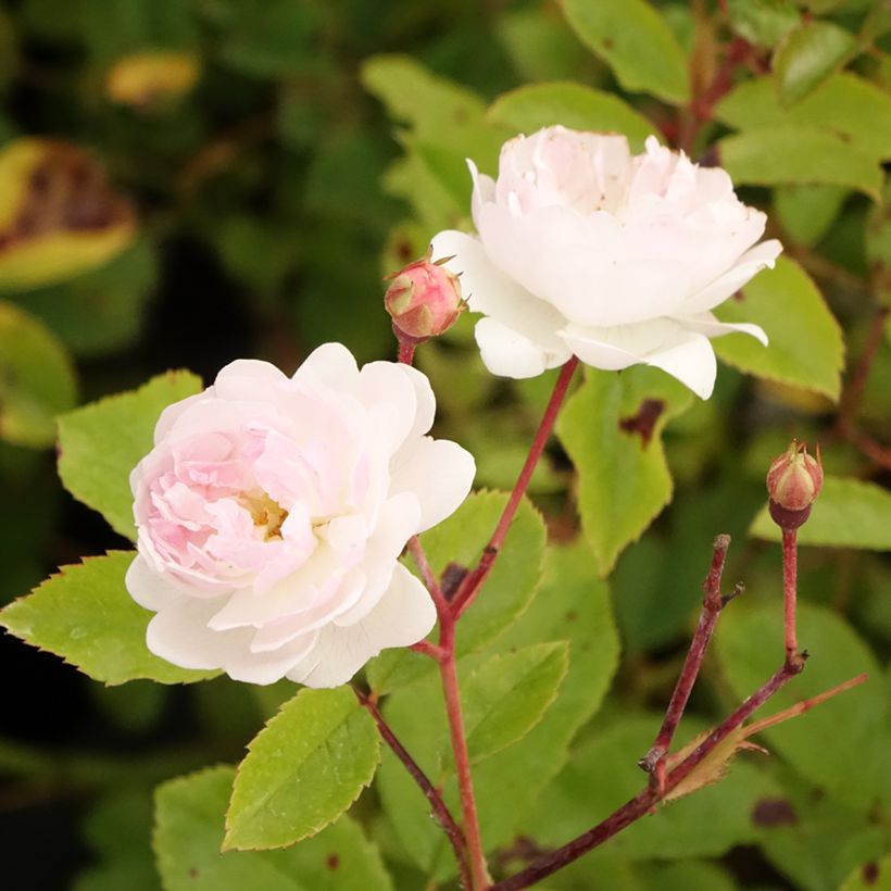Rosa moschata Annelies - Muskusroos (Bloei)