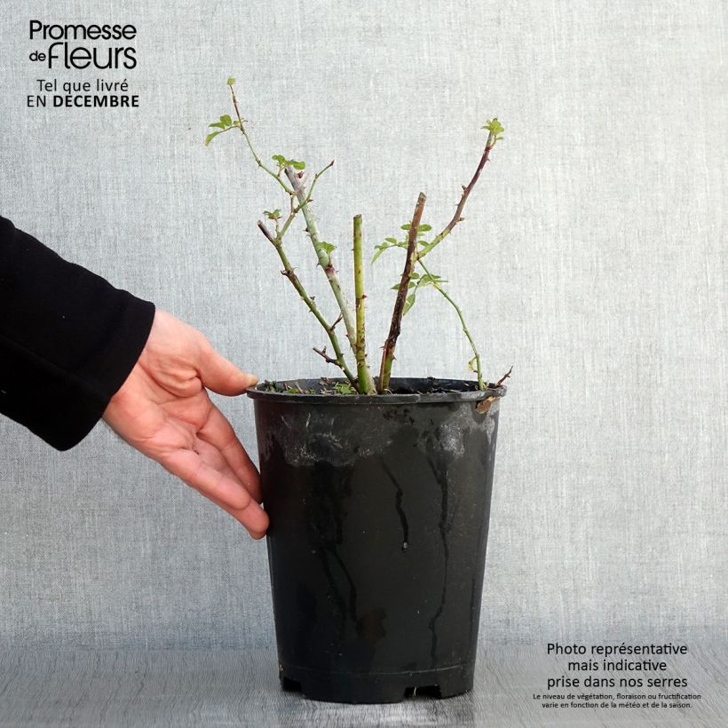 Exemplaar van Rosier arbustif Annelies Pot de 4L/5L zoals geleverd in de herfst