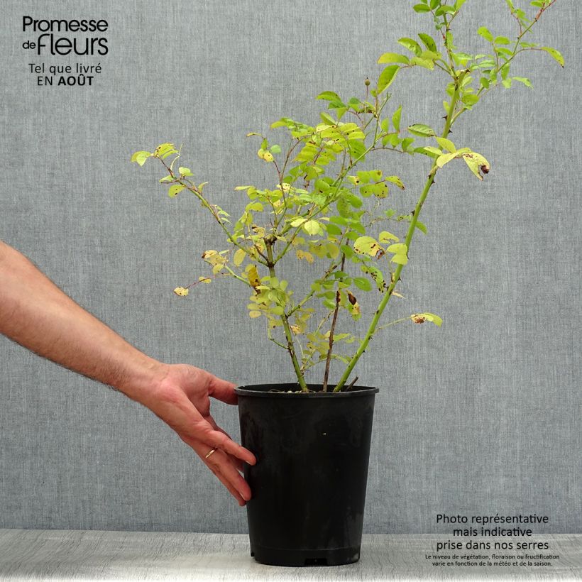 Exemplaar van Rosa moschata Annelies - Muskusroos Pot van 4 l/5 l zoals geleverd in de zomer