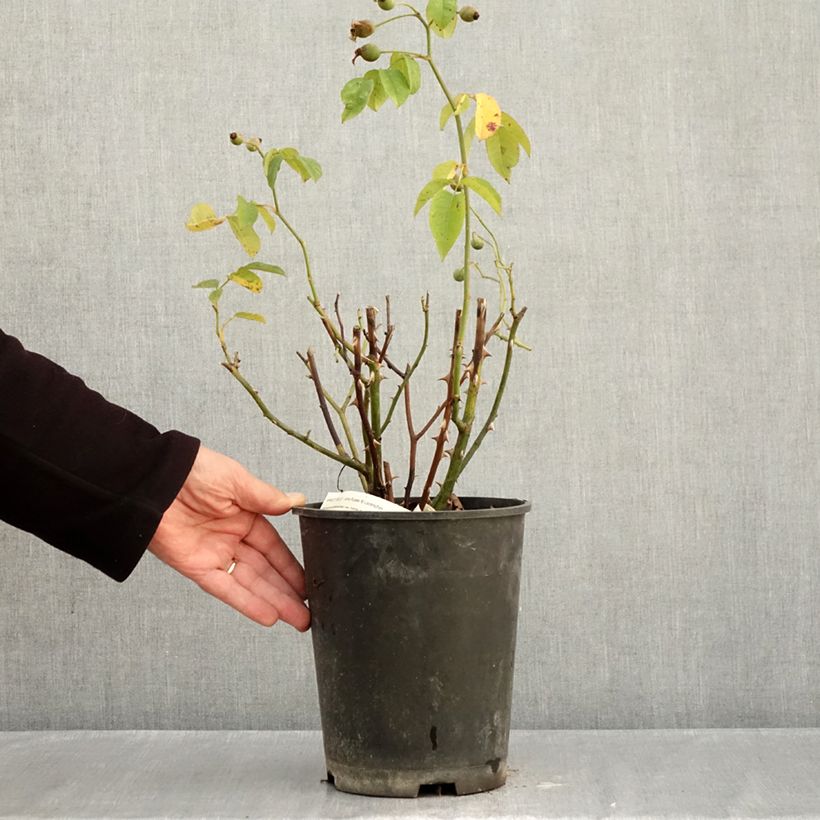 Exemplaar van Rosa Apricot Bells - Muskusroos Pot van 4 l/5 l zoals geleverd in de herfst