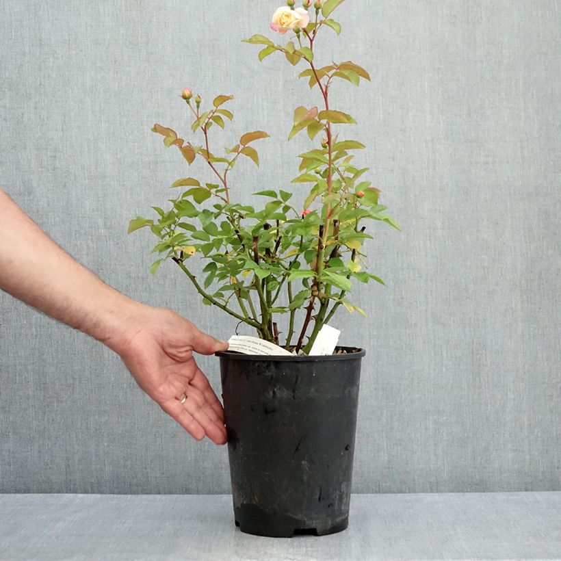 Exemplaar van Rosa Apricot Bells - Muskusroos Pot van 4 l/5 l zoals geleverd in de zomer