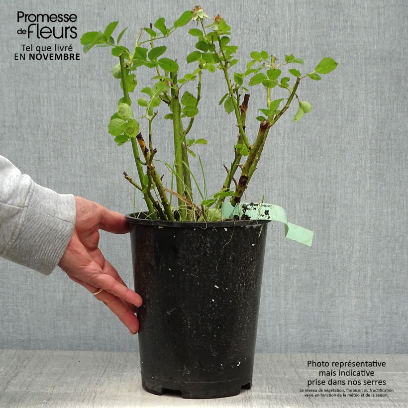 Exemplaar van Rosier arbustif Astrid Lindgren Pot de 4L/5L zoals geleverd in de herfst