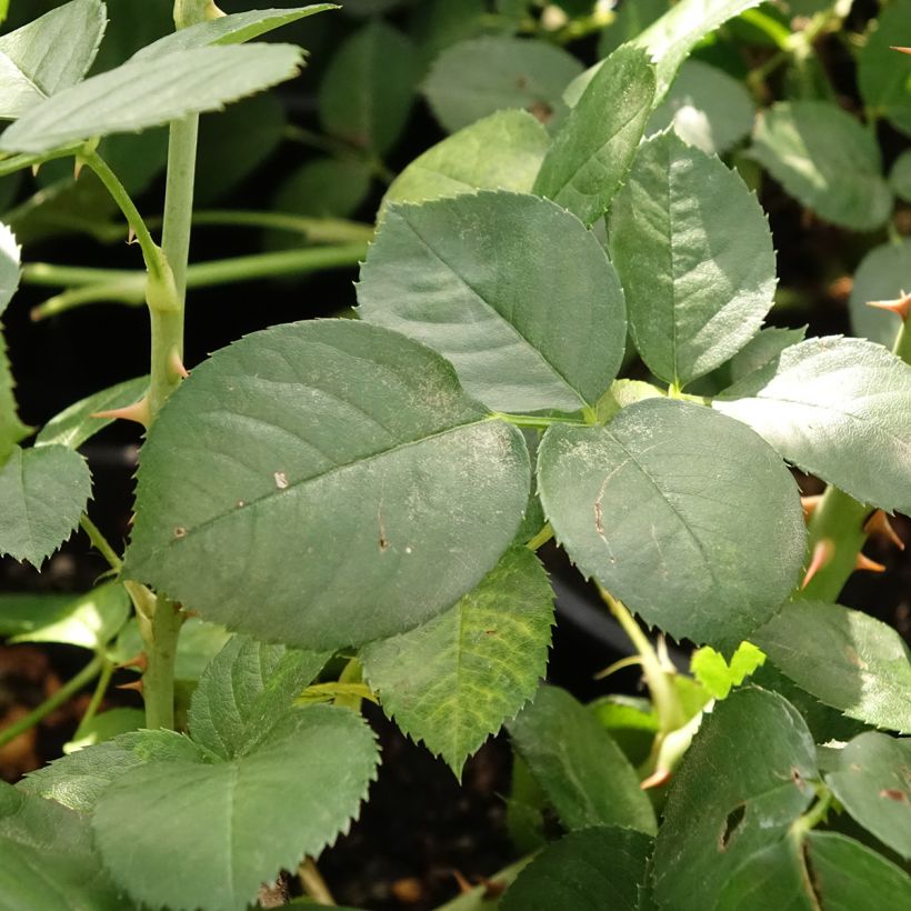 Rosa Astrid Lindgren - Trosroos (Blad)