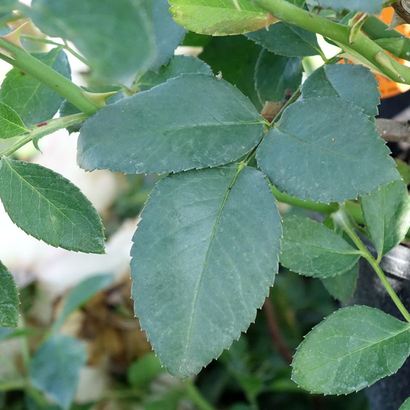 Rosa White Meidiland - Polyantharoos (Blad)