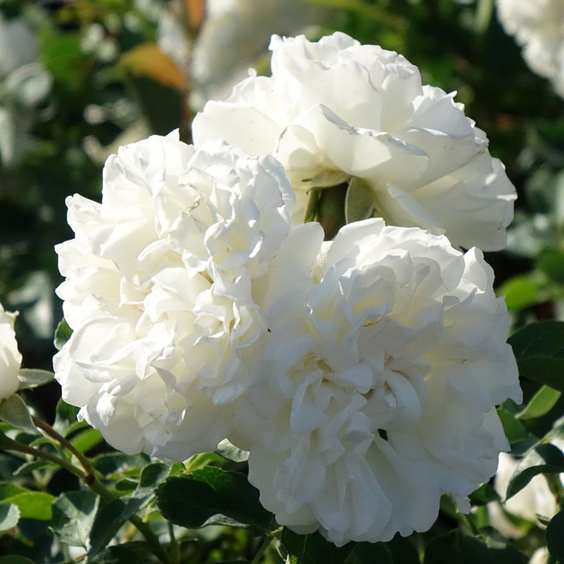 Rosa White Meidiland - Polyantharoos (Bloei)