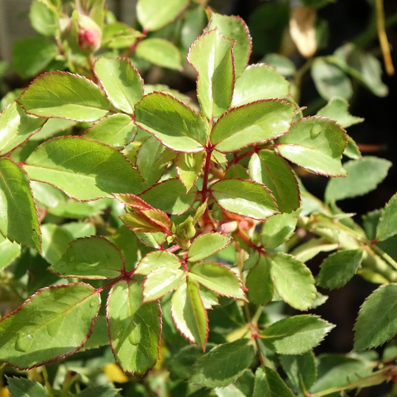 Rosa Bonica - Polyantharoos (Blad)