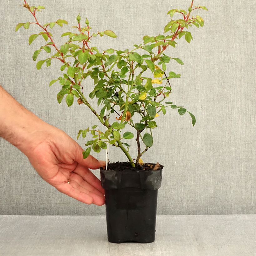 Exemplaar van Rosa Bonica - Polyantharoos Pot van 10 cm/11 cm zoals geleverd in de zomer