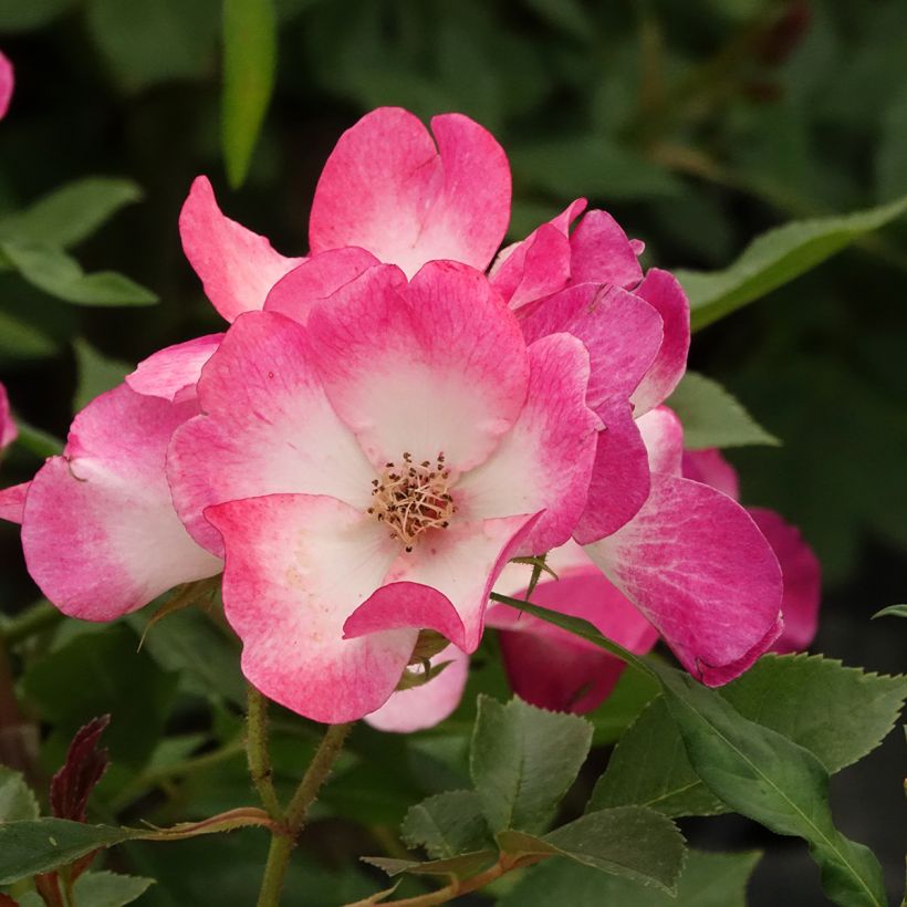 Rosa Bukavu - Trosroos (Bloei)