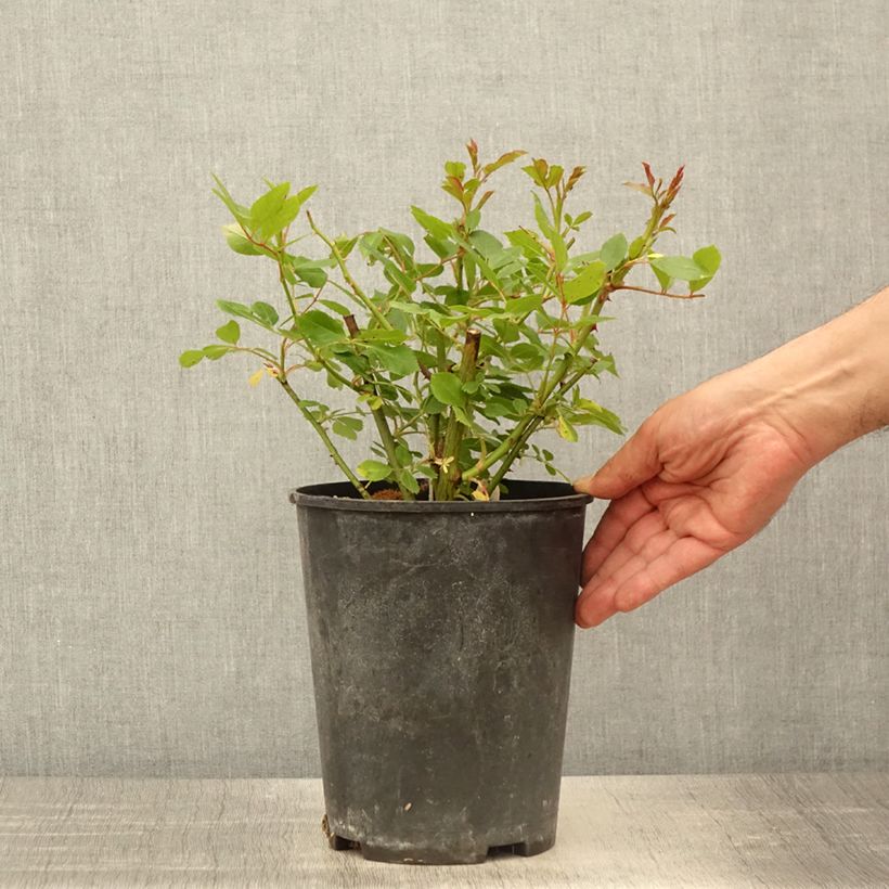 Exemplaar van Rosa Bukavu - Trosroos Pot van 4 l/5 l zoals geleverd in de lente