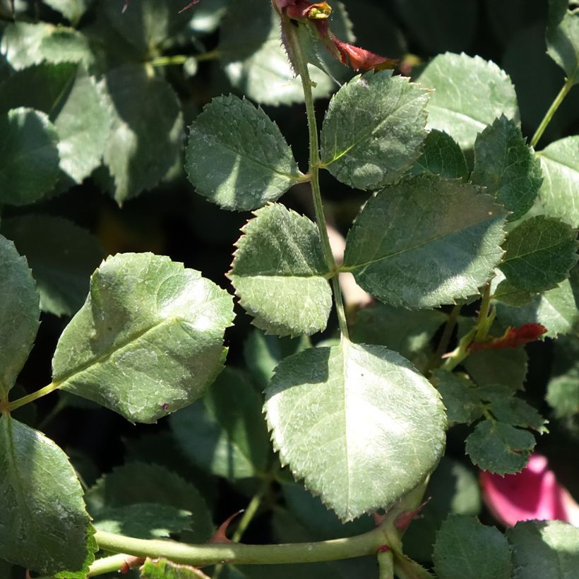 Rosa Candia Meidiland - Polyantharoos (Blad)
