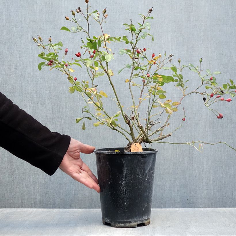Exemplaar van Rosa Candia Meidiland - Polyantharoos Pot van 4 l/5 l zoals geleverd in de herfst