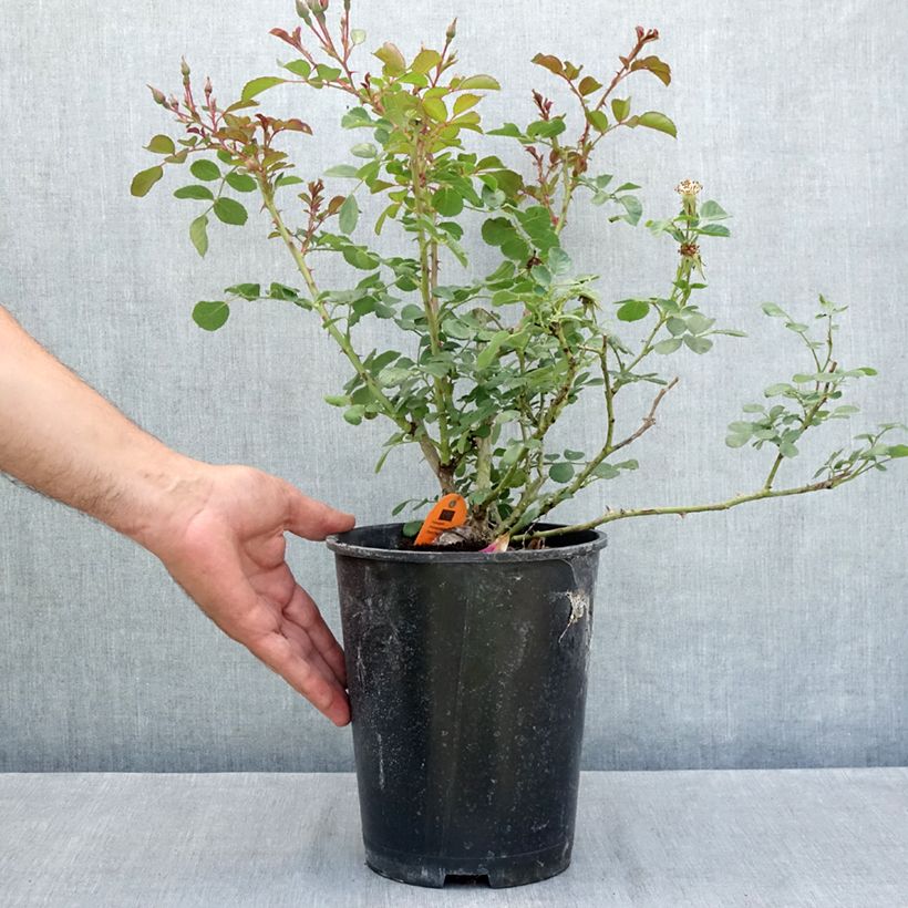 Exemplaar van Rosa Candia Meidiland - Polyantharoos Pot van 4 l/5 l zoals geleverd in de zomer