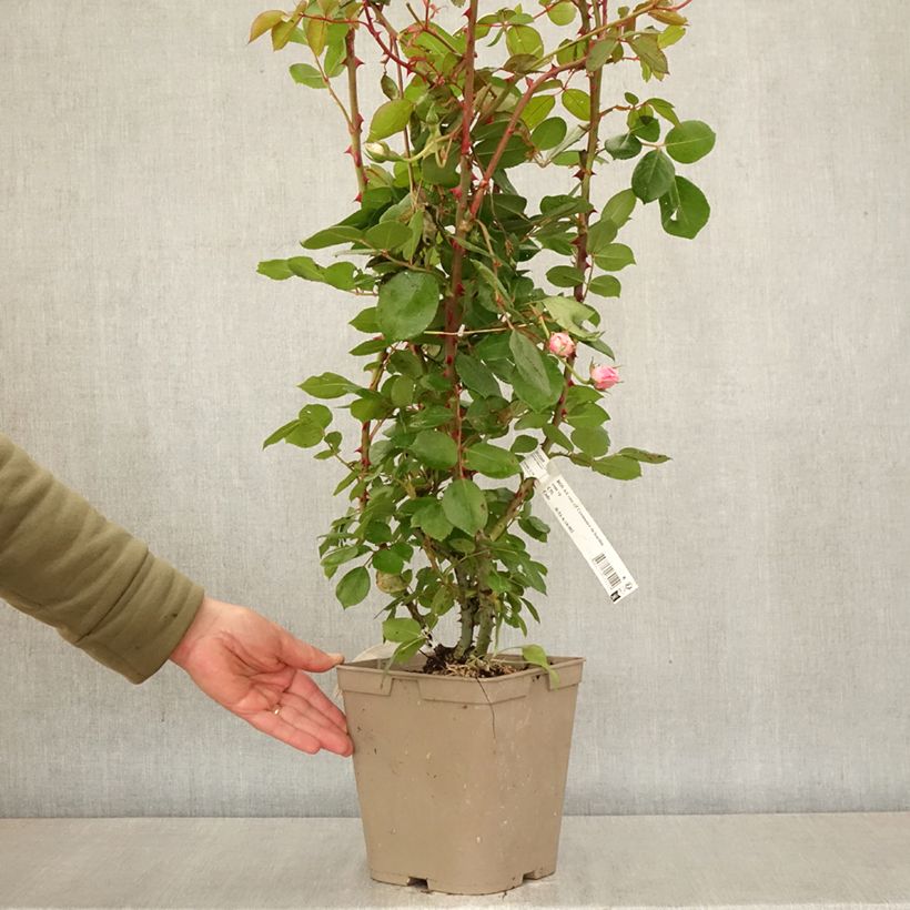 Exemplaar van Rosa Centenaire de Lourdes - Polyantharoos Pot van 4 l/5 l zoals geleverd in de lente