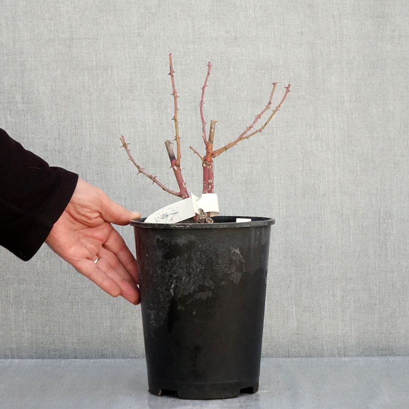 Exemplaar van Rosa Château de Munsbach - Muskusroos Pot van 4 l/5 l zoals geleverd in de herfst