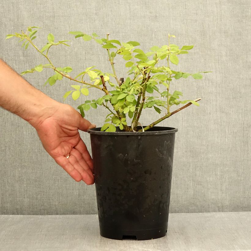 Exemplaar van Rosa Château de Munsbach - Muskusroos Pot van 4 l/5 l zoals geleverd in de zomer