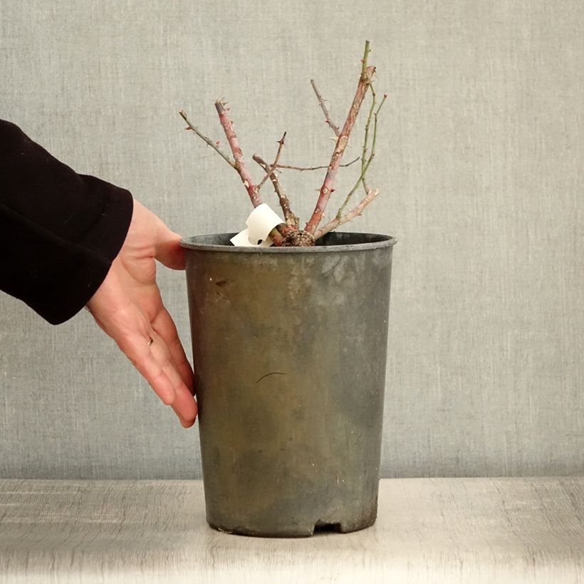 Exemplaar van Rosier arbustif Chateau de Munsbach Pot de 4L/5L zoals geleverd in de winter