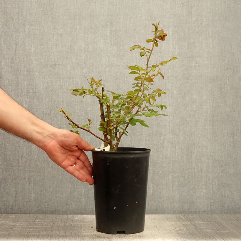 Example of Rosa Château de Munsbach - Muskusroos Pot van 4 l/5 l as you get in printemps