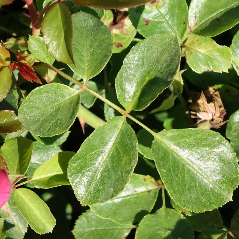 Rosa Play Rose - Polyantharoos (Blad)
