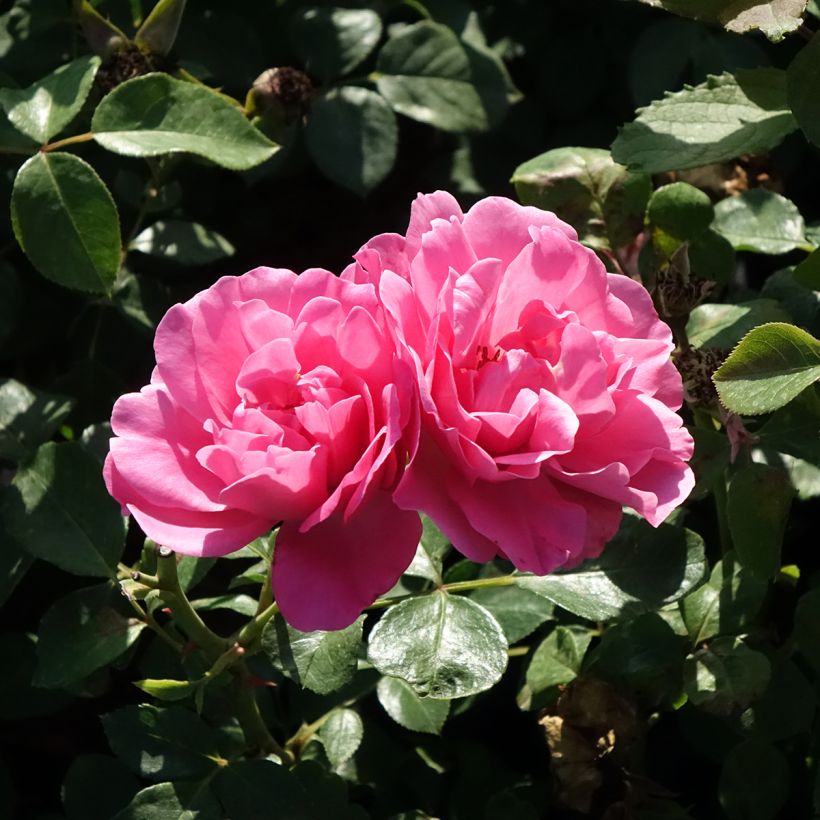 Rosa Play Rose - Polyantharoos (Bloei)