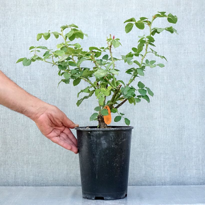 Exemplaar van Rosa Play Rose - Polyantharoos Pot van 4 l/5 l zoals geleverd in de zomer