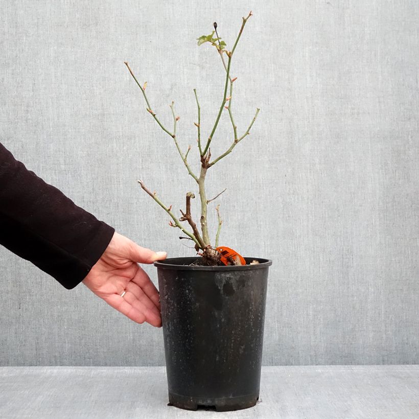 Exemplaar van Rosa Play Rose - Polyantharoos Pot van 4 l/5 l zoals geleverd in de winter