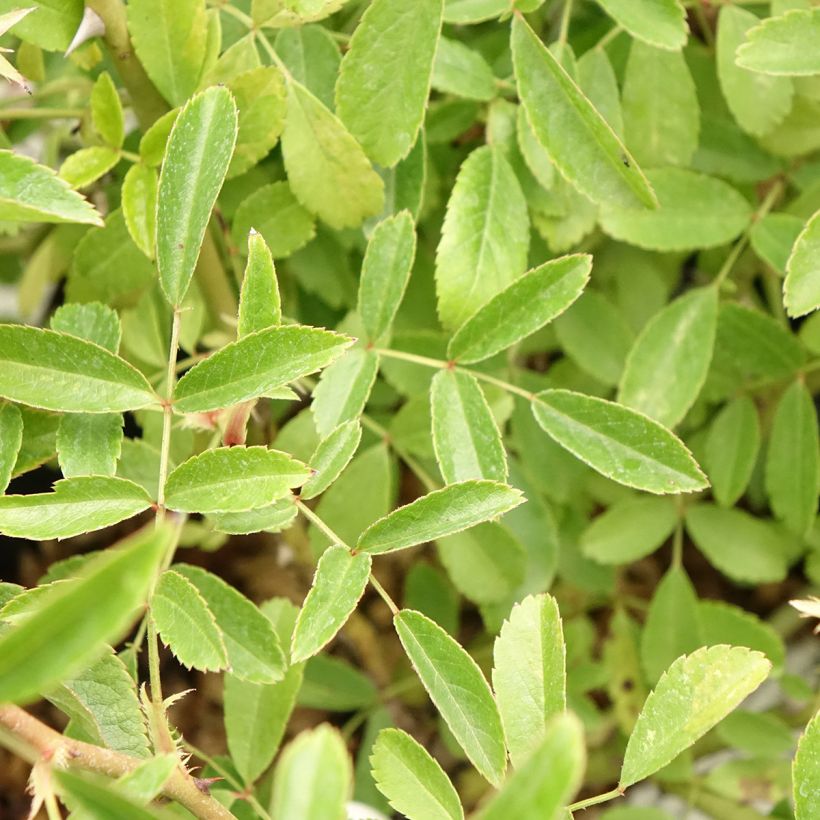 Rosa Diamant Rose - Muskusroos (Blad)