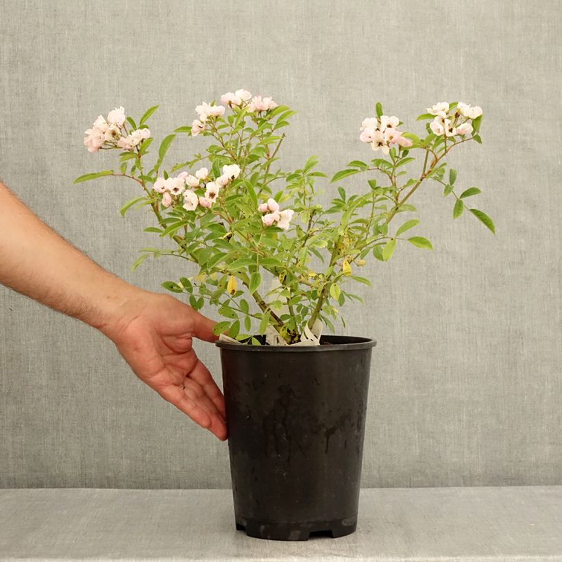 Exemplaar van Rosa Diamant Rose - Muskusroos Pot van 4 l/5 l zoals geleverd in de zomer