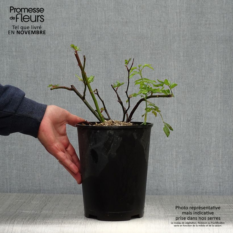 Exemplaar van Rosier arbustif Dinky Pot de 4L/5L zoals geleverd in de herfst