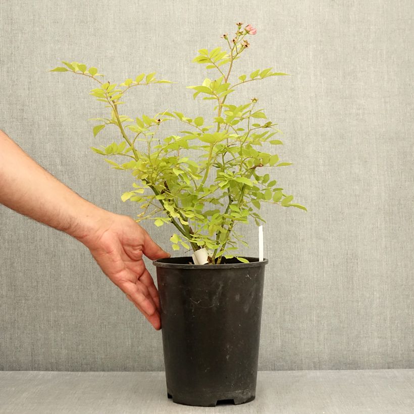 Exemplaar van Rosa Dinky - Muskusroos Pot van 4 l/5 l zoals geleverd in de zomer