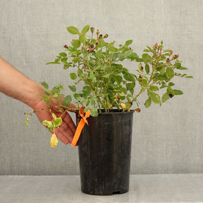 Exemplaar van Rosa Amstelveen - Polyantharoos Pot van 4 l/5 l zoals geleverd in de zomer