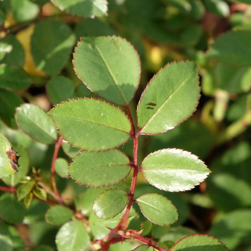 Rosa Amstelveen - Polyantharoos (Blad)