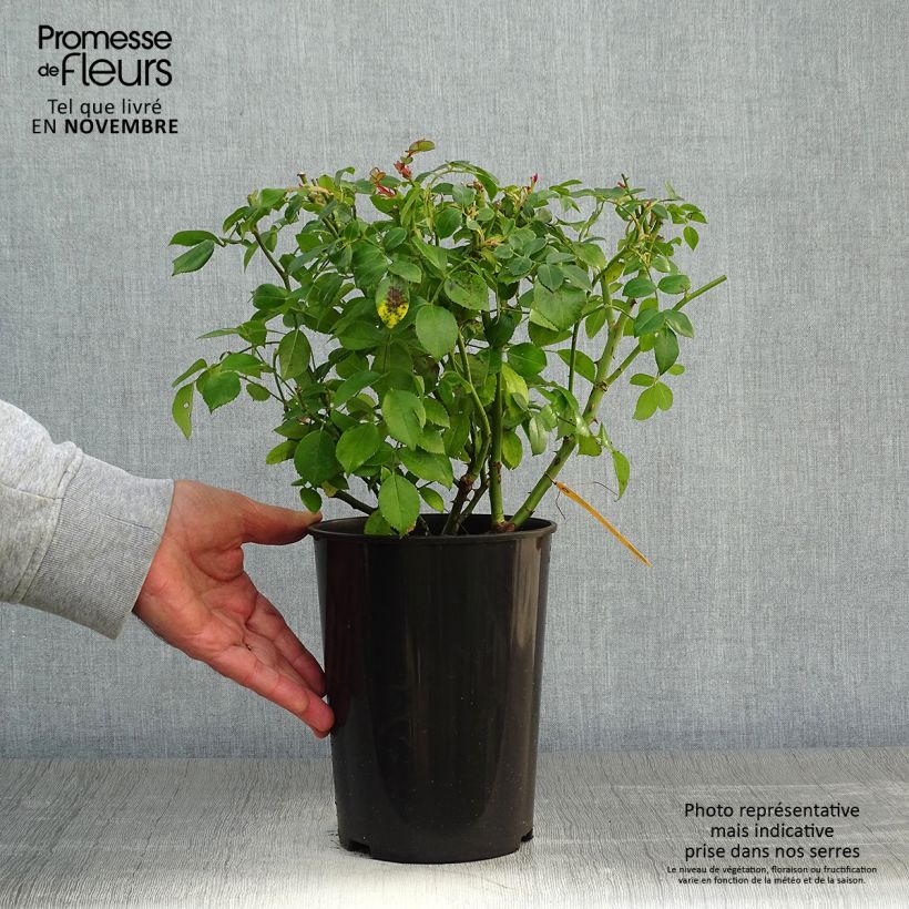 Exemplaar van Rosa Escimo - Polyantharoos Pot van 3 l/4 l zoals geleverd in de herfst