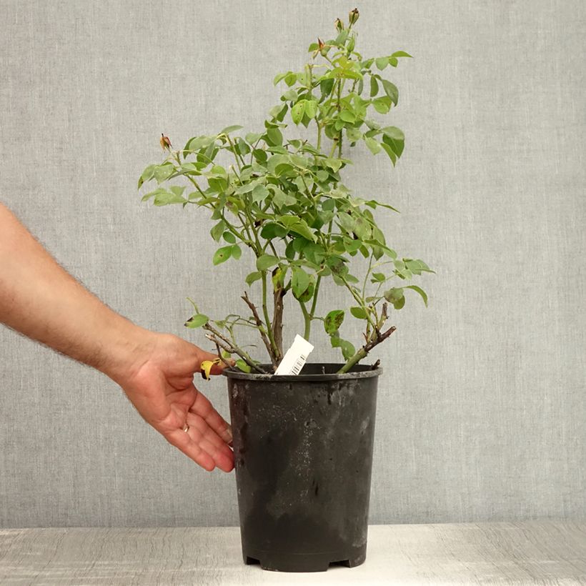Exemplaar van Rosa Escimo - Polyantharoos Pot van 3 l/4 l zoals geleverd in de zomer