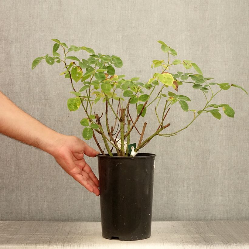 Exemplaar van Rosa Etoile Pourpre - Polyantharoos Pot van 4 l/5 l zoals geleverd in de zomer