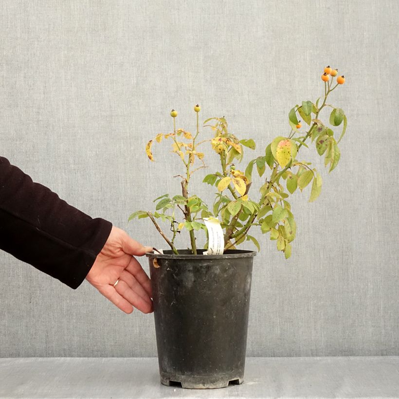 Exemplaar van Rosa Finn's Rose - Muskusroos Pot van 4 l/5 l zoals geleverd in de herfst