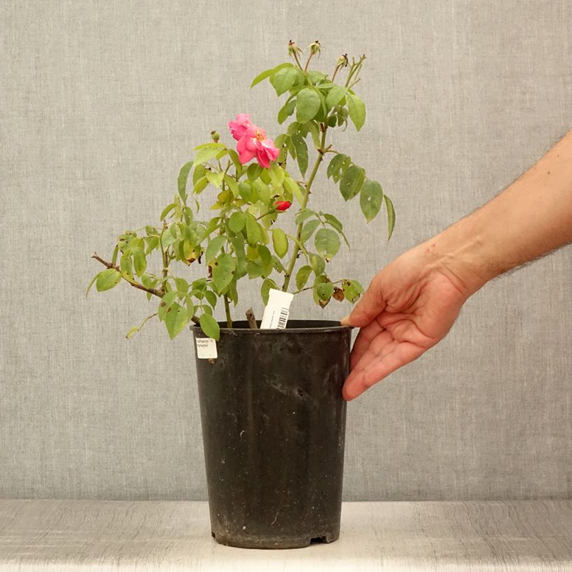 Exemplaar van Rosa Finn's Rose - Muskusroos Pot van 4 l/5 l zoals geleverd in de zomer