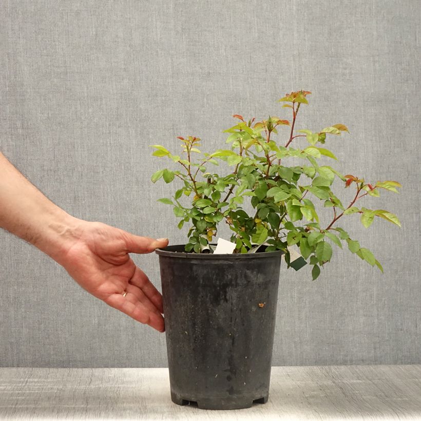 Example of Rosa Finn's Rose - Muskusroos Pot van 4 l/5 l as you get in printemps