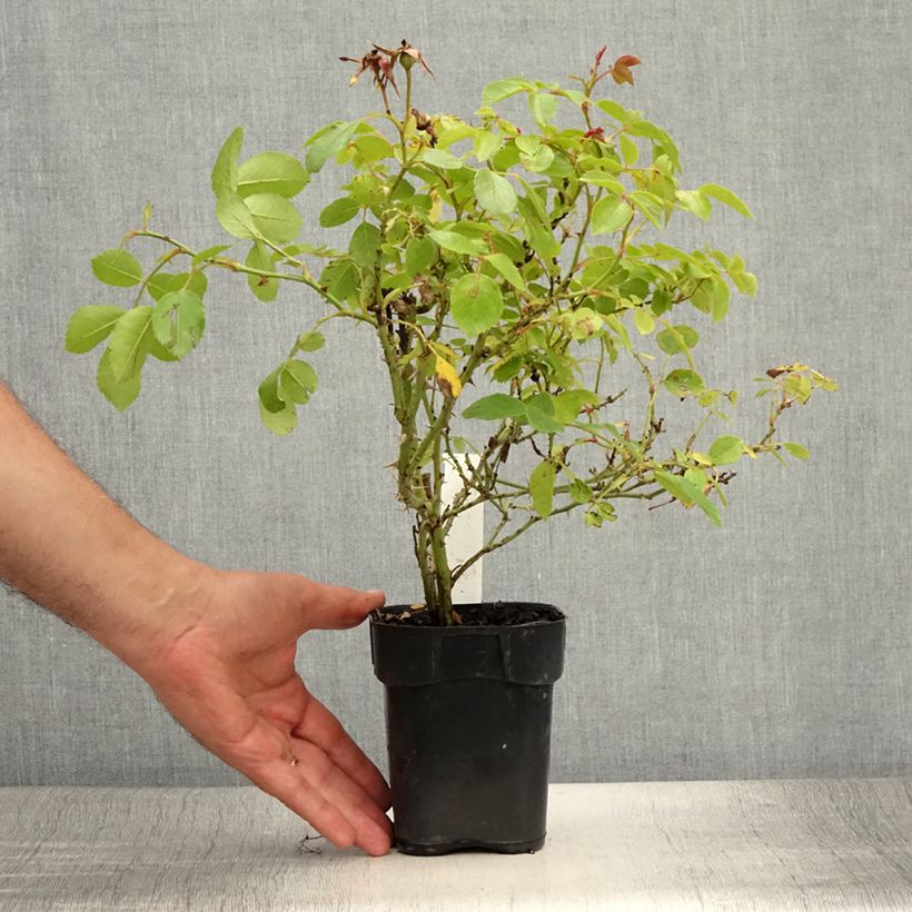 Exemplaar van Rosa Friendly Pink - Polyantharoos Pot van 10 cm/11 cm zoals geleverd in de zomer