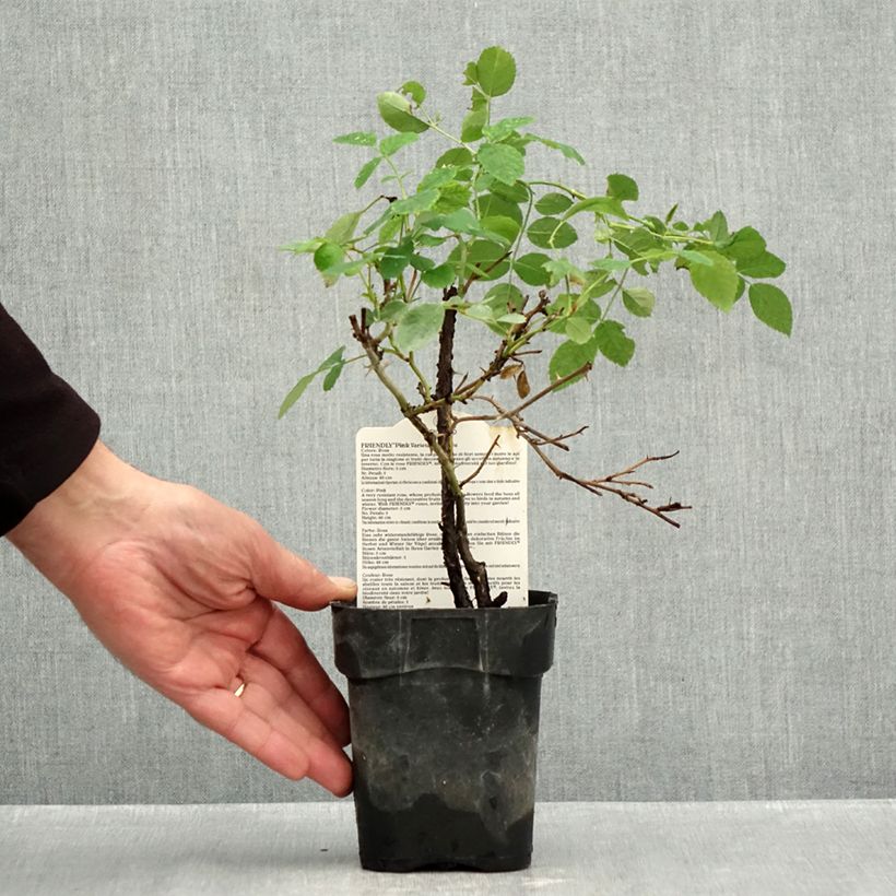 Exemplaar van Rosa Friendly Pink - Polyantharoos Pot van 10 cm/11 cm zoals geleverd in de herfst