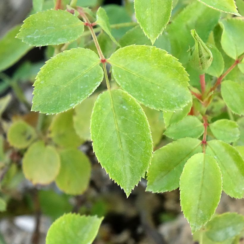 Rosa Friendly Pink - Polyantharoos (Blad)