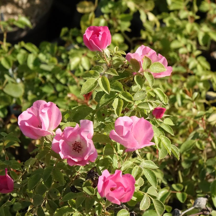 Rosa Friendly Pink - Polyantharoos (Bloei)