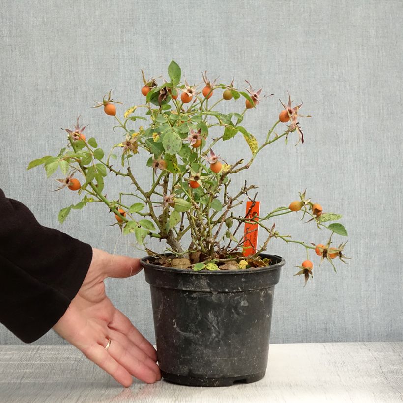 Exemplaar van Rosier arbustif Friendly Pink Meissalu Pot de 2L/3L zoals geleverd in de herfst