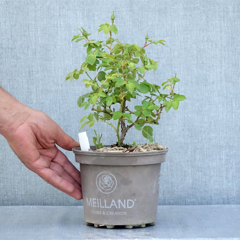 Exemplaar van Rosa Friendly Pink - Polyantharoos Pot van 2 l/3 l zoals geleverd in de zomer