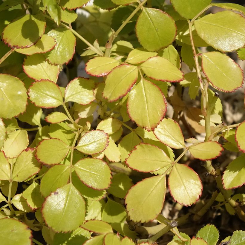 Rosa Friendly Purple - Polyantharoos (Blad)