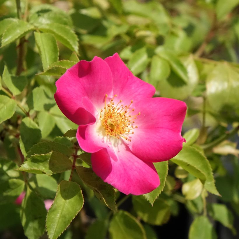 Rosa Friendly Purple - Polyantharoos (Bloei)