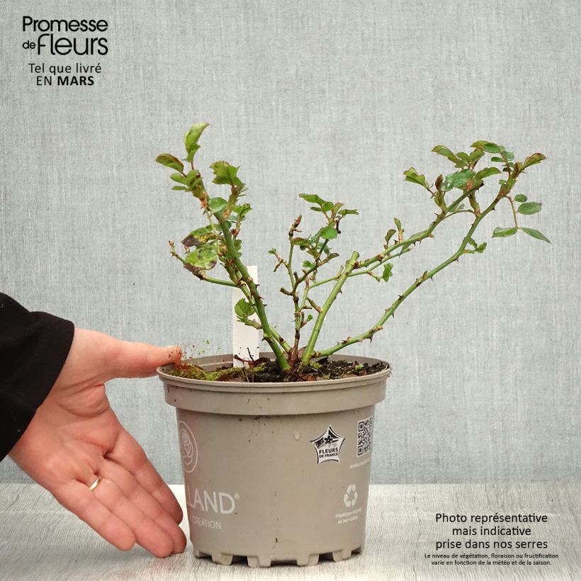 Exemplaar van Rosa Friendly Purple - Polyantharoos Pot van 2 l/3 l zoals geleverd in de lente