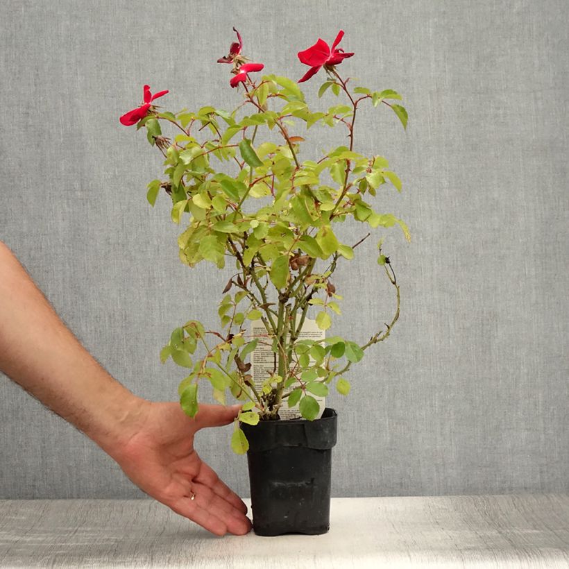 Exemplaar van Rosa Friendly Red - Polyantharoos Pot van 10 cm/11 cm zoals geleverd in de zomer