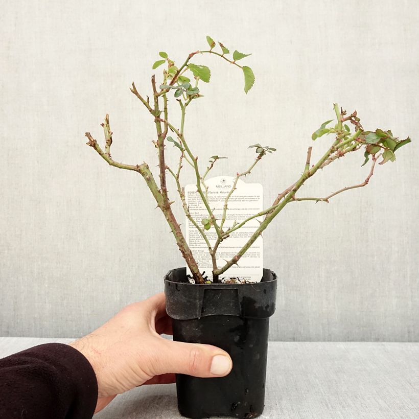 Exemplaar van Rosa Friendly Red - Polyantharoos Pot van 10 cm/11 cm zoals geleverd in de herfst